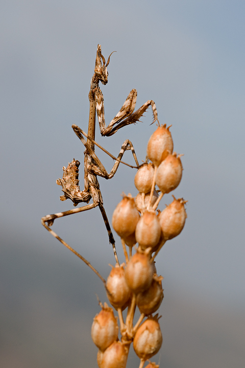 Report Empusa pennata, Conehead mantis, mantide religiosa